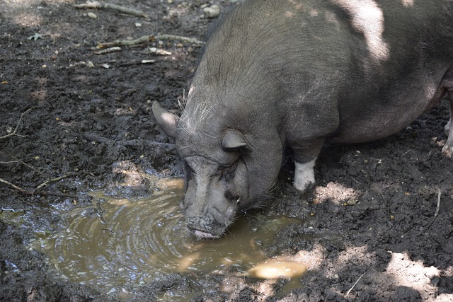 神奠定了自 神奠定了自